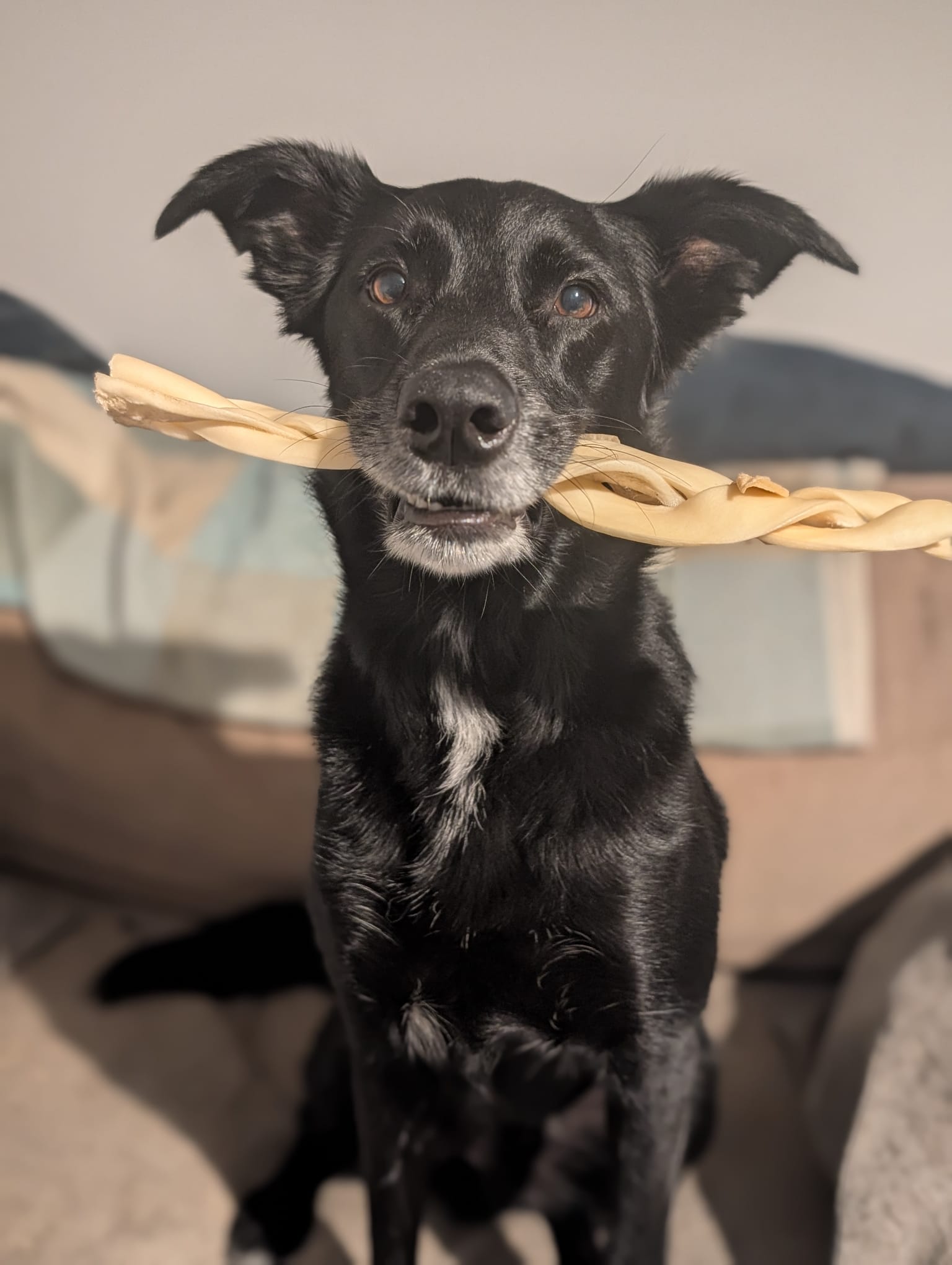 Natural Dental Chews for Dogs