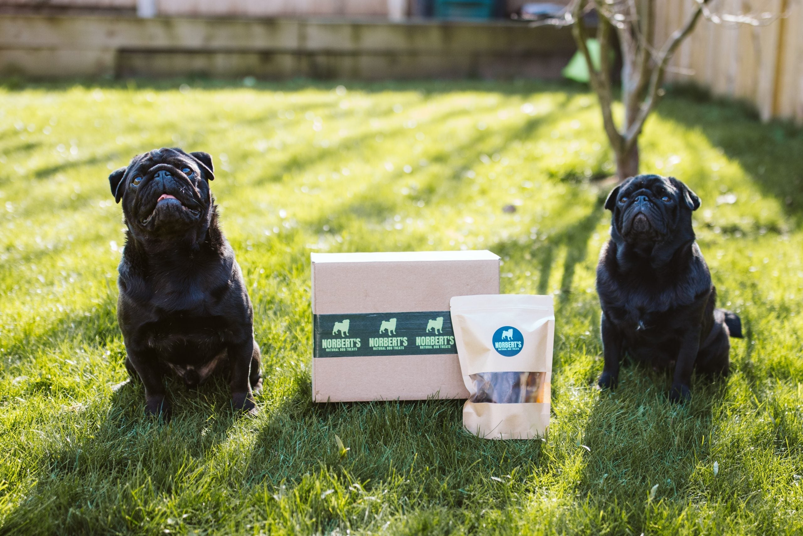Natural Dog Treat Monthly Subscription Boxes