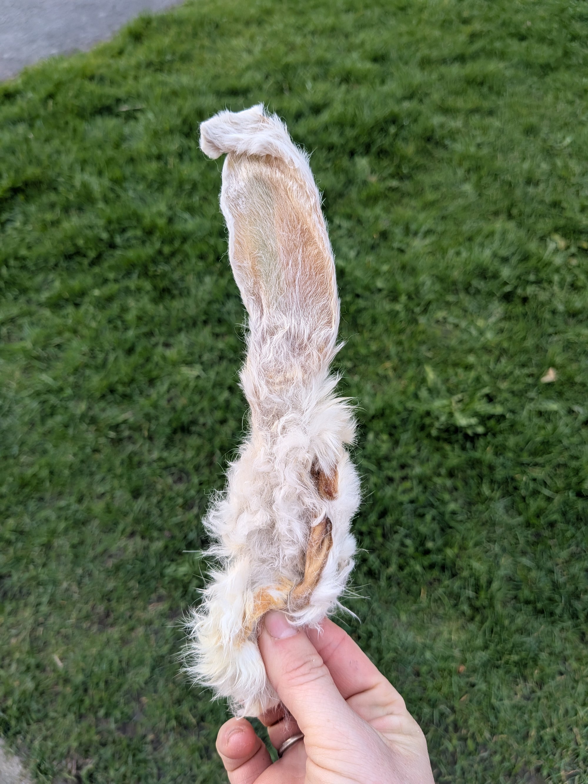 Premium Rabbit Ears With Hair For Dogs