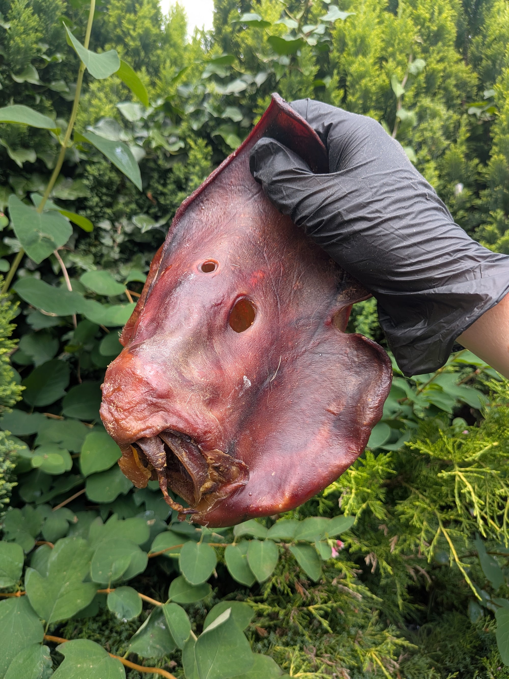 Pig Ear