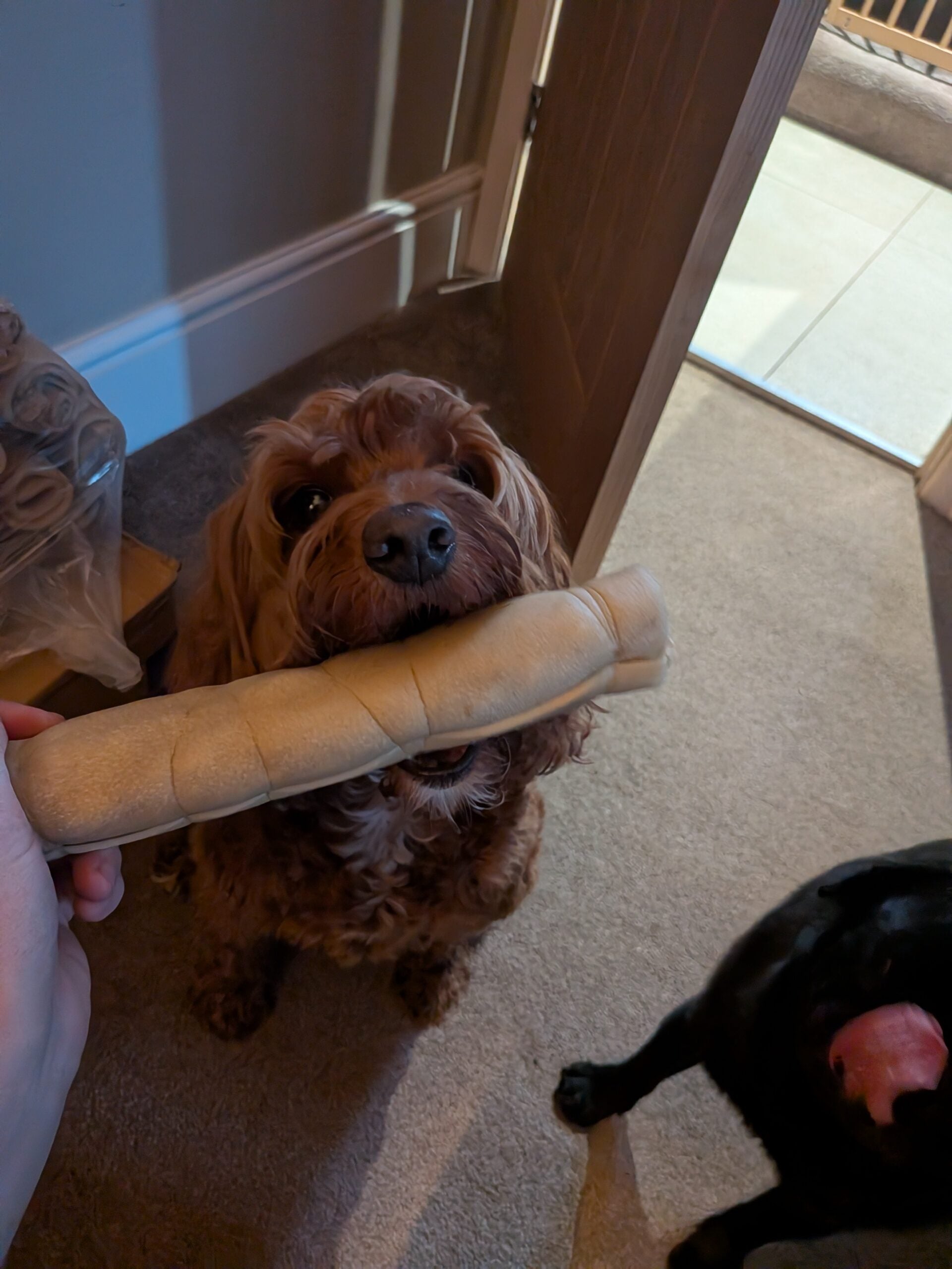 Jumbo Buffalo Roll image 2