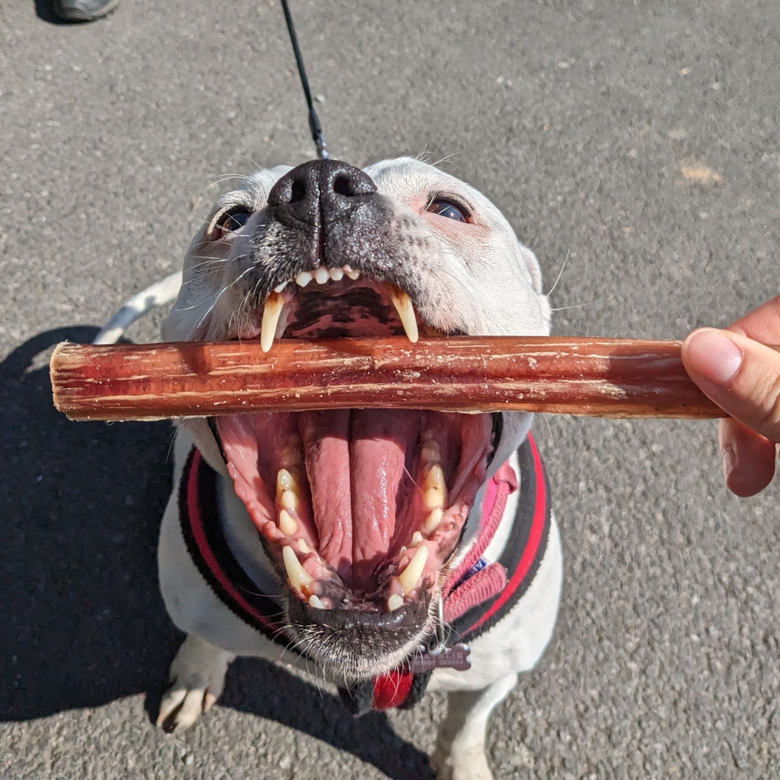 Bully Stick Pizzle 24cm image 1
