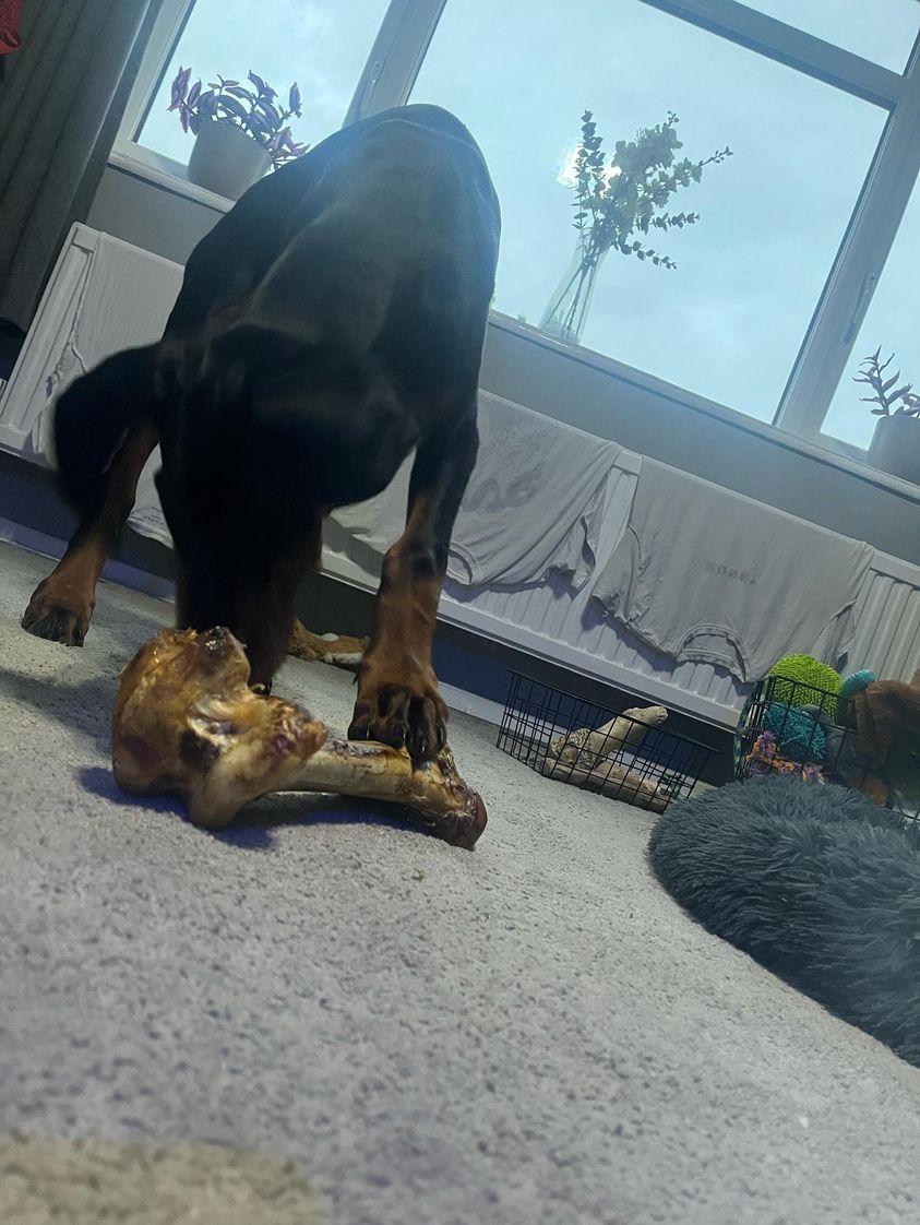 Large Ostrich Bone for Dogs image 3