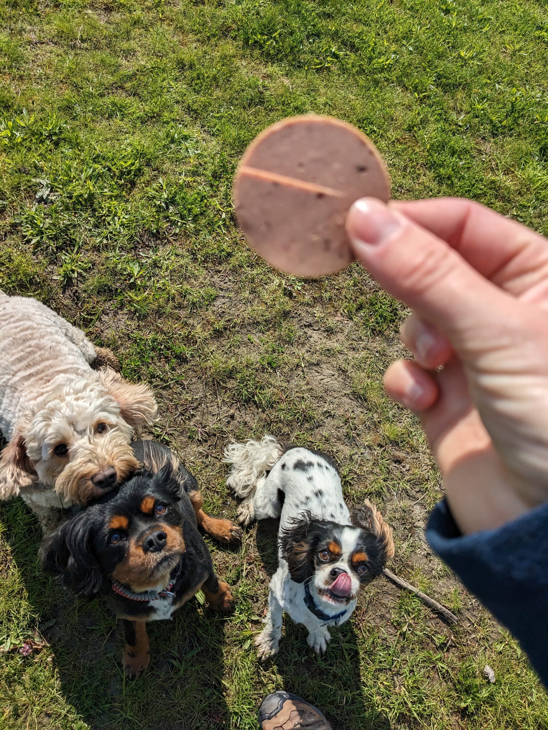 Grain Free Premium Duck Pate image 1