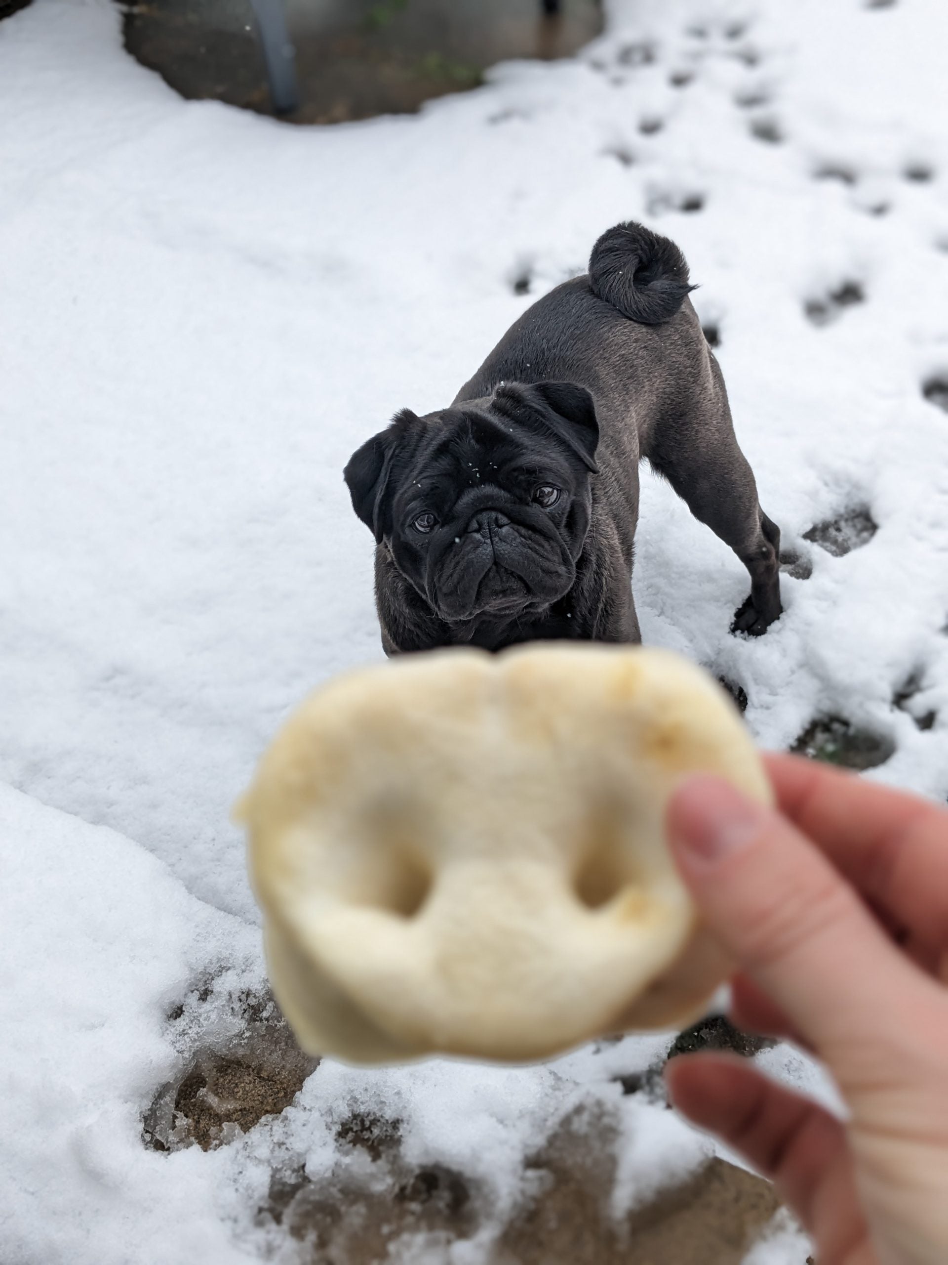 Large Puffed Pig Snout image 1