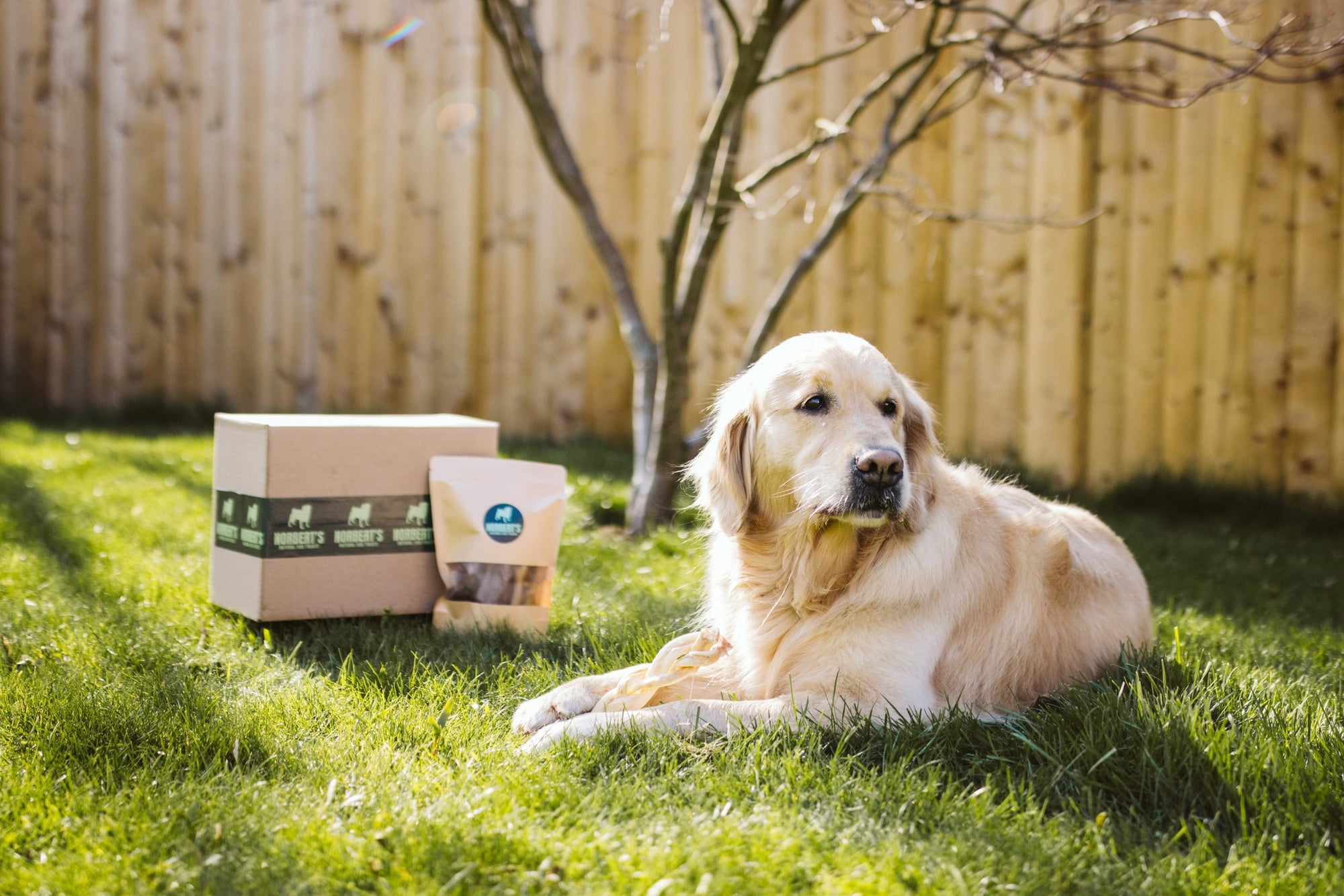 Monthly Power Chewers Subscription Box for Two or More Dogs image 1