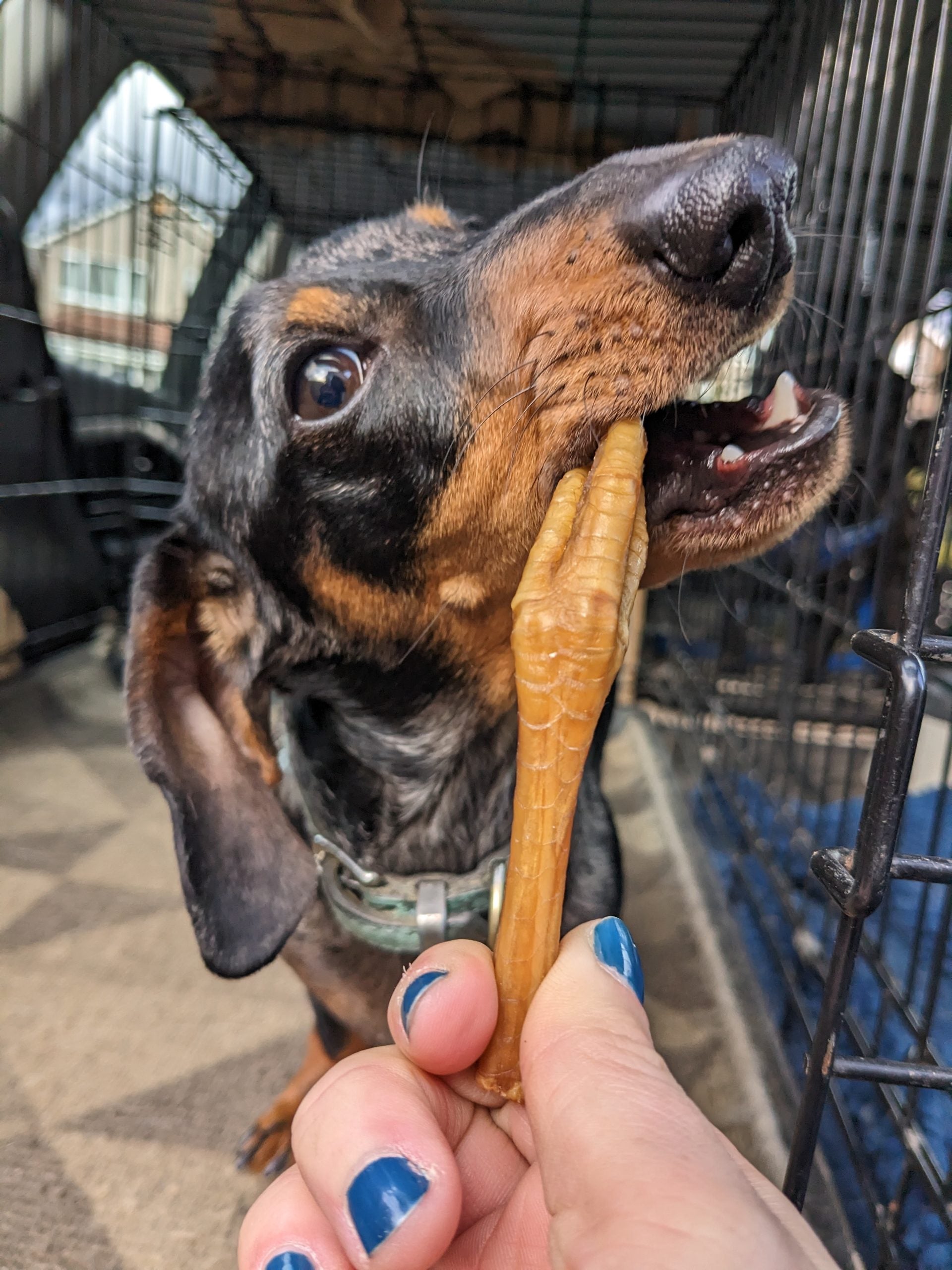 Chicken Feet 300g image 5