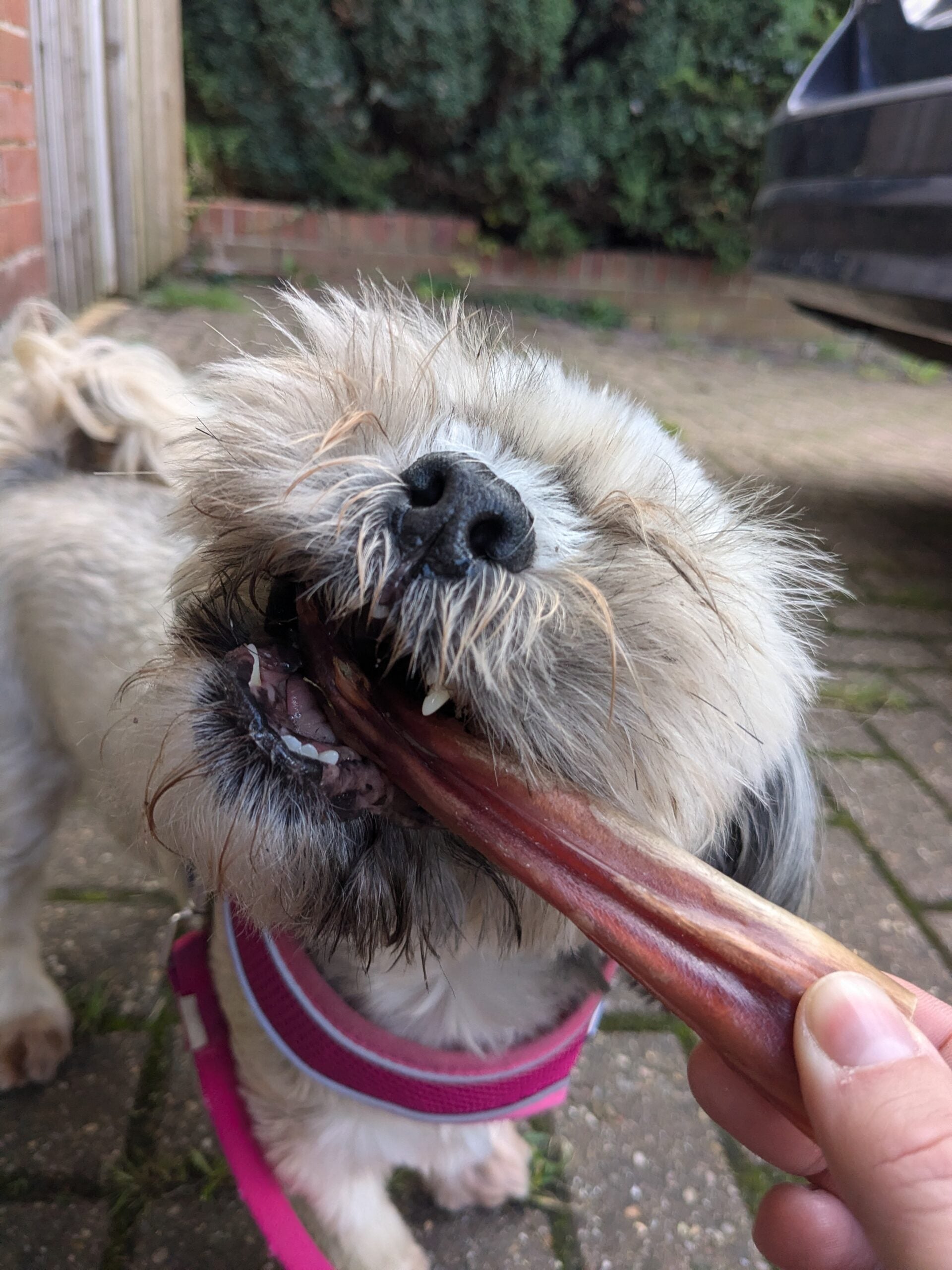 Bully Stick Pizzle 12cm image 4