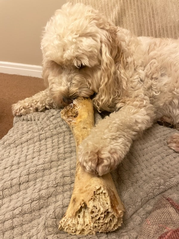 Large Ostrich Bone for Dogs image 4