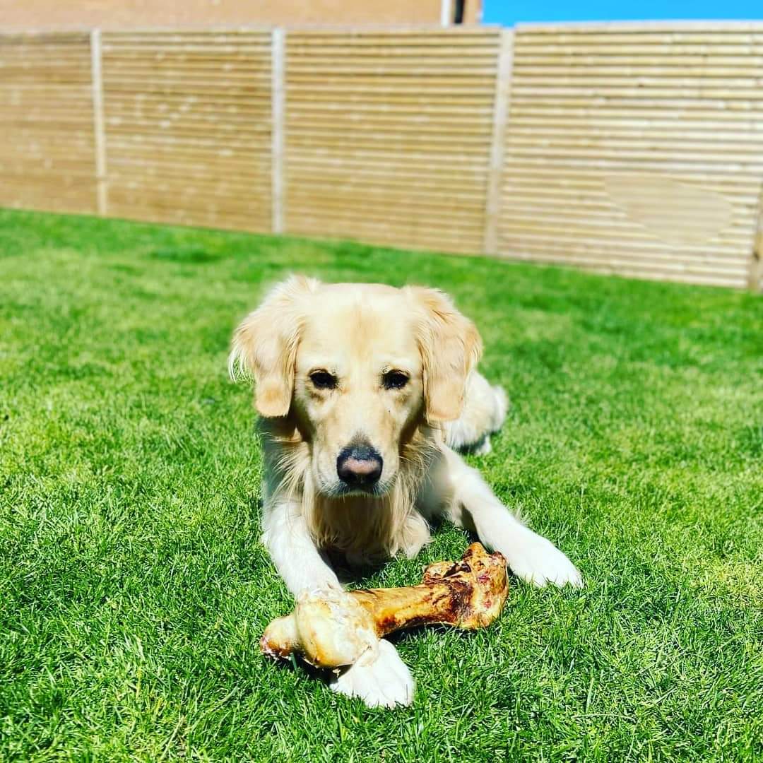 Large Ostrich Bone for Dogs image 11