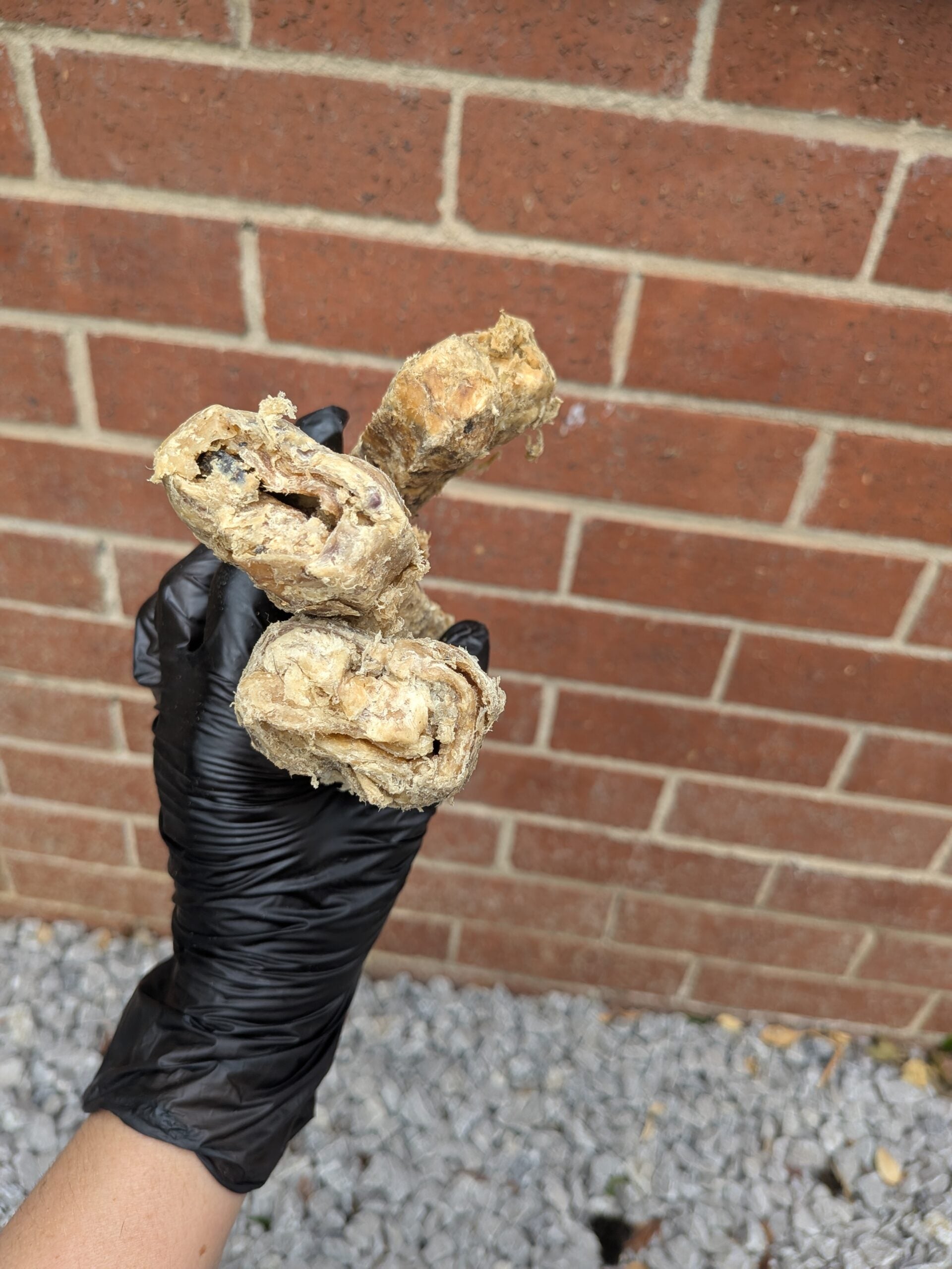 Buffalo Bone image 2