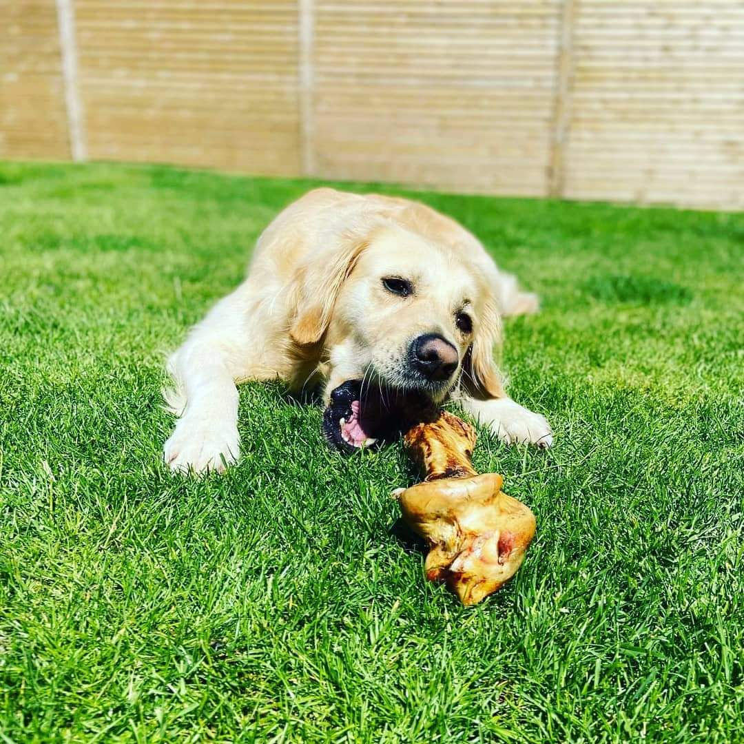Large Ostrich Bone for Dogs image 12