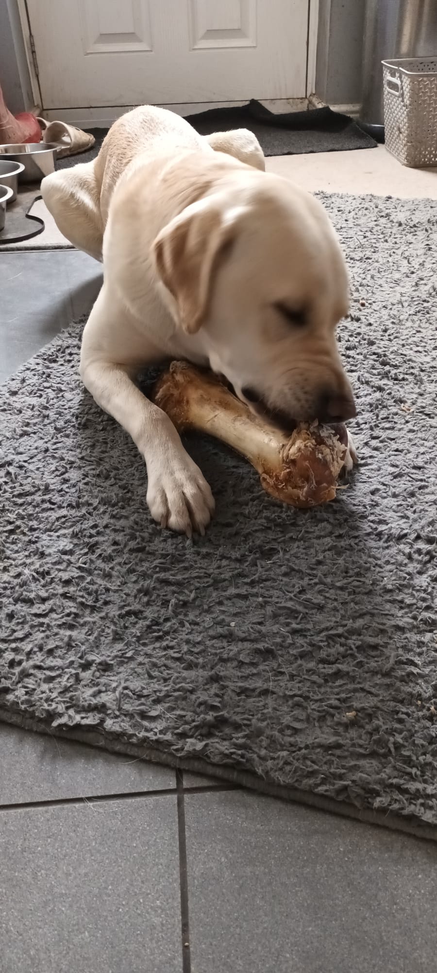 Large Ostrich Bone for Dogs image 5