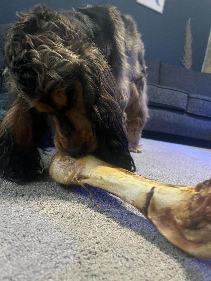 Large Ostrich Bone for Dogs image 2