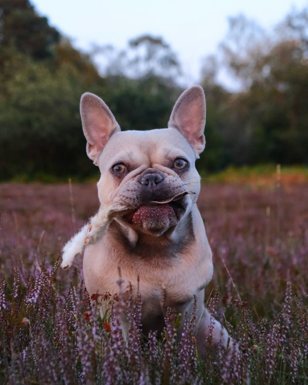 Premium Rabbit Ears With Hair For Dogs