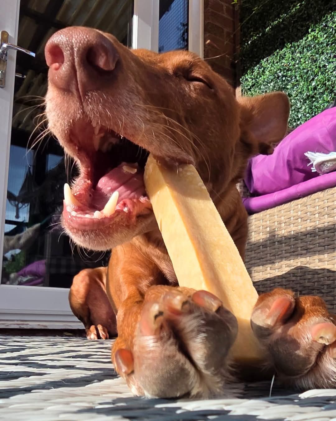 Yak Chew Cheese Bar For Dogs