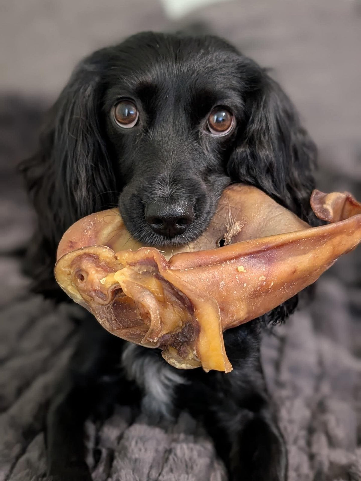 Pig Ear