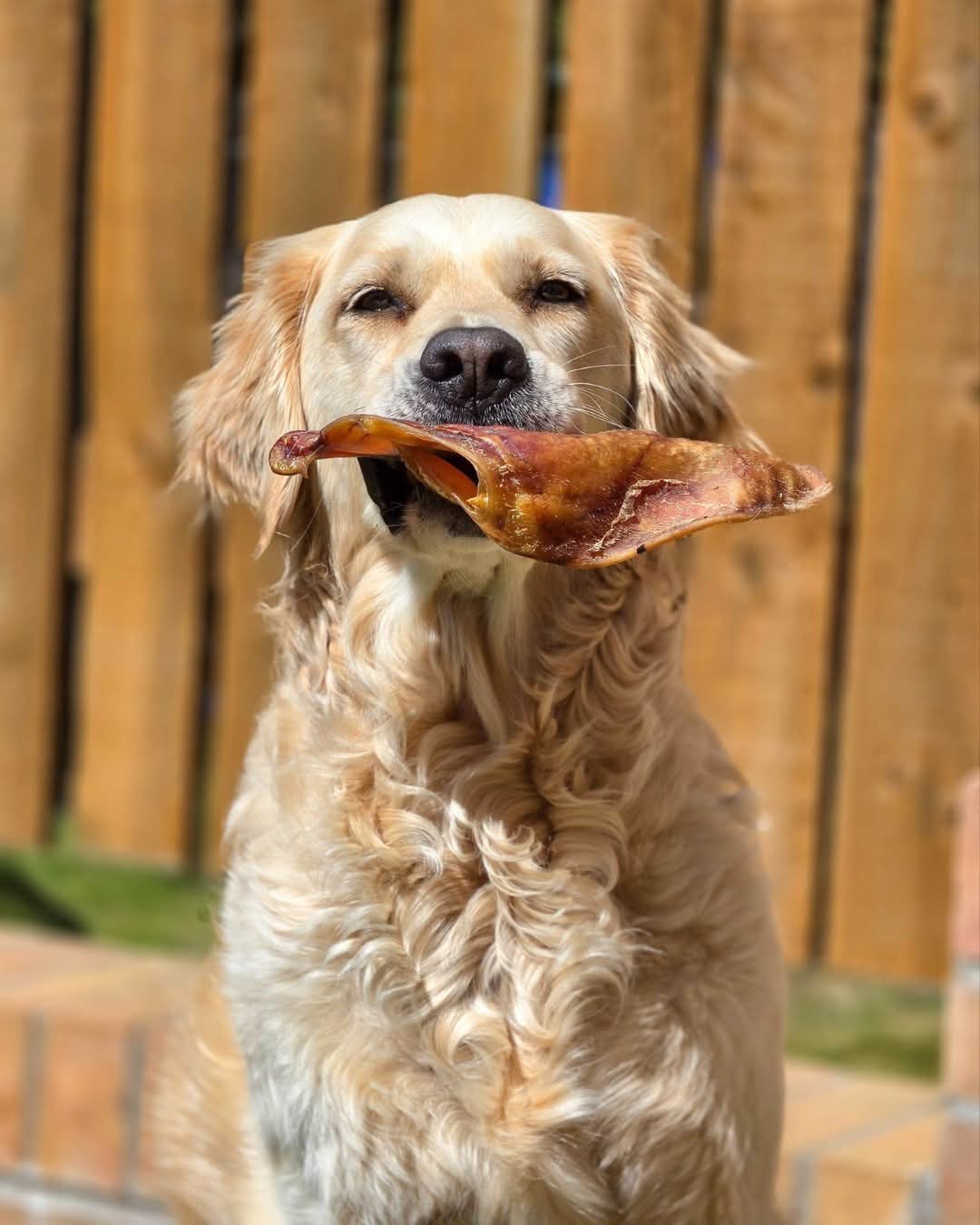 Pig Ear