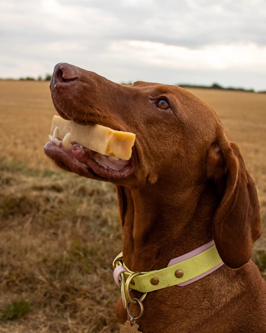 Yak Chew Cheese Bar For Dogs