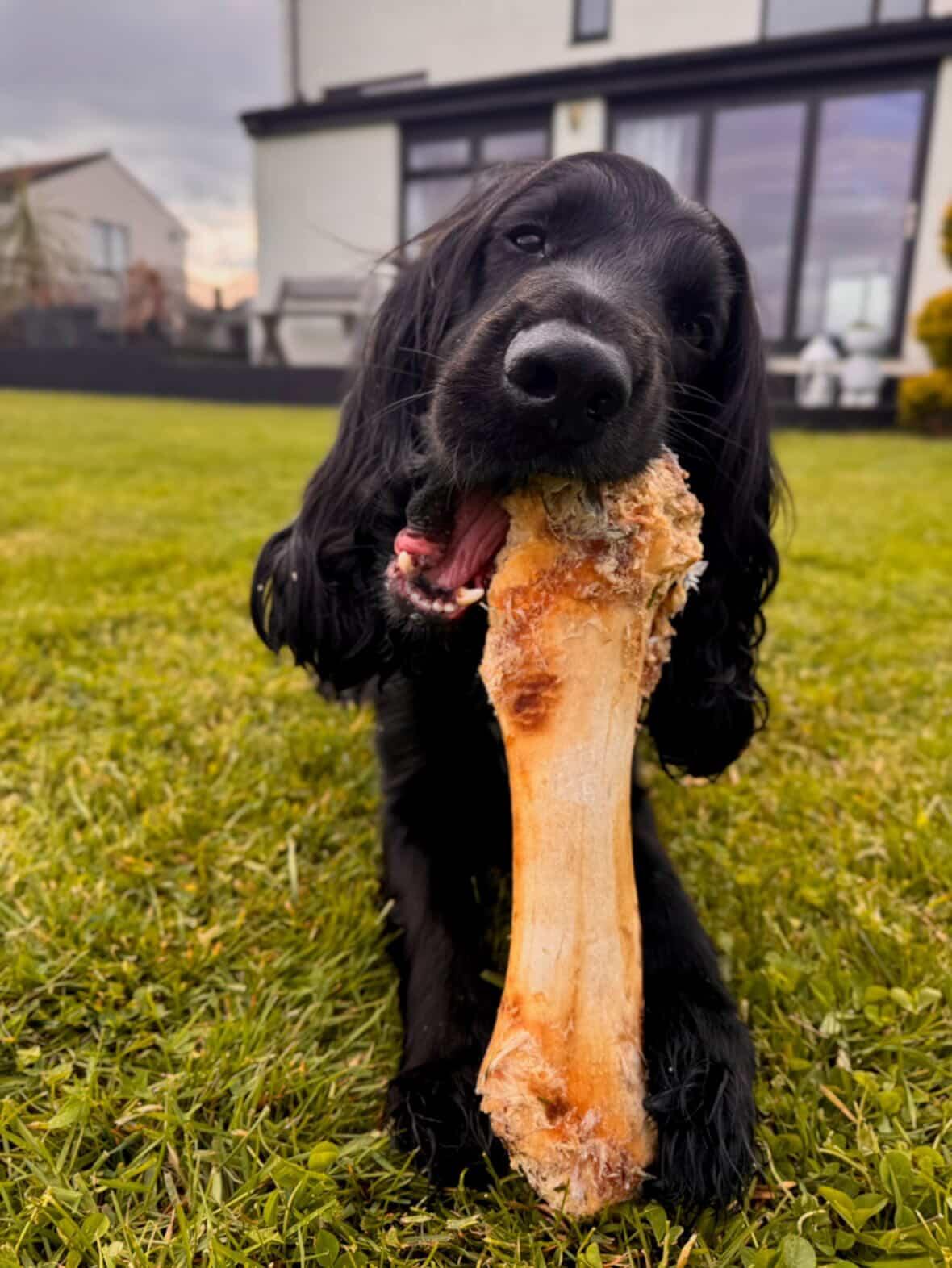 Large Ostrich Bone for Dogs