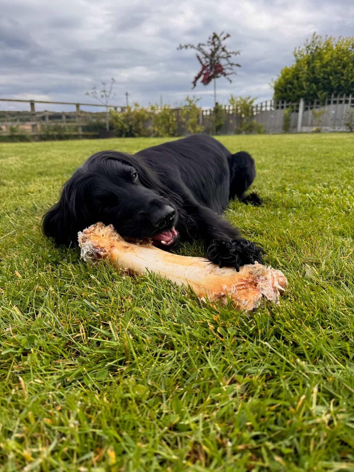 Large Ostrich Bone for Dogs