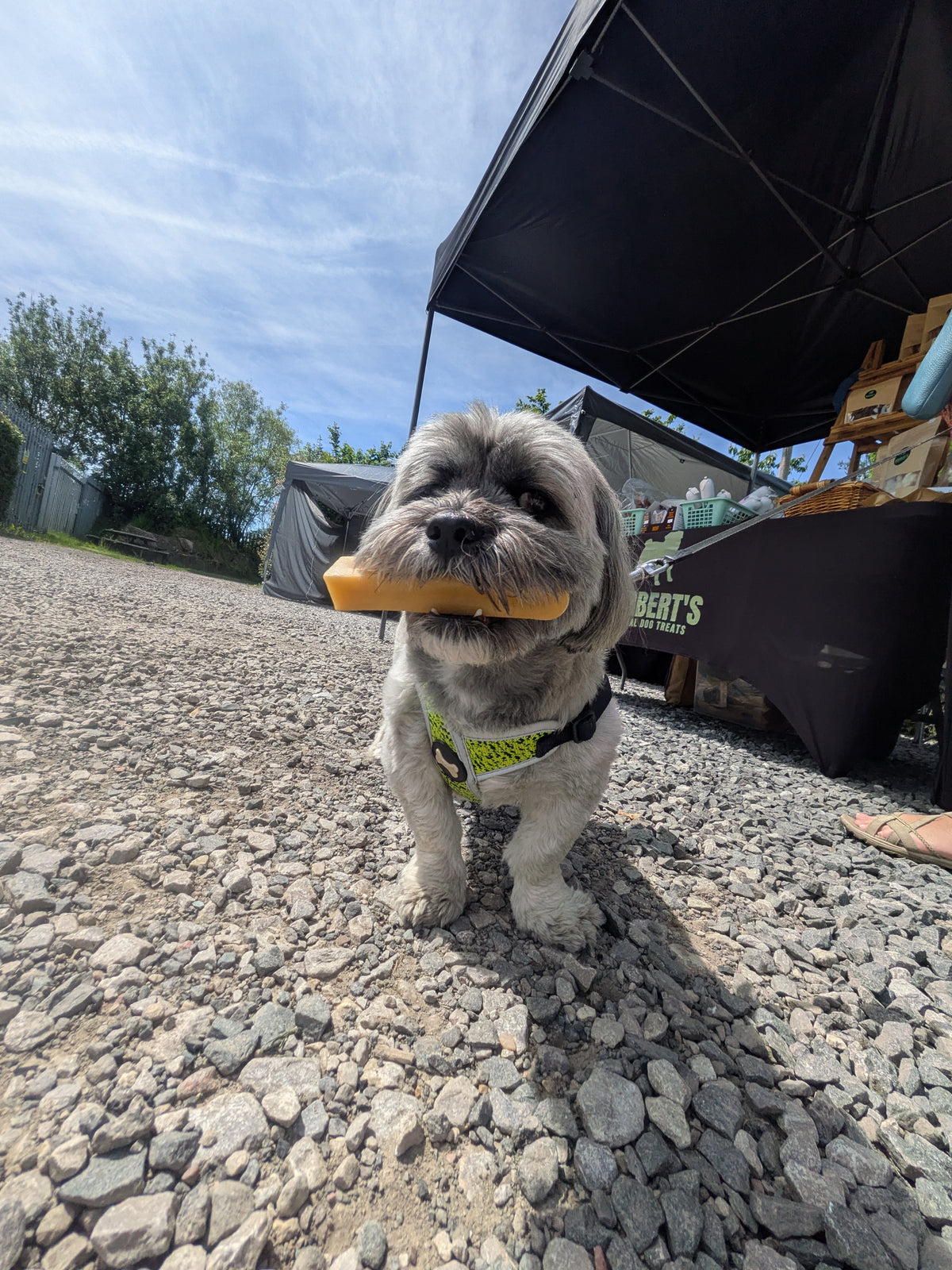 Yak Chew Cheese Bar For Dogs