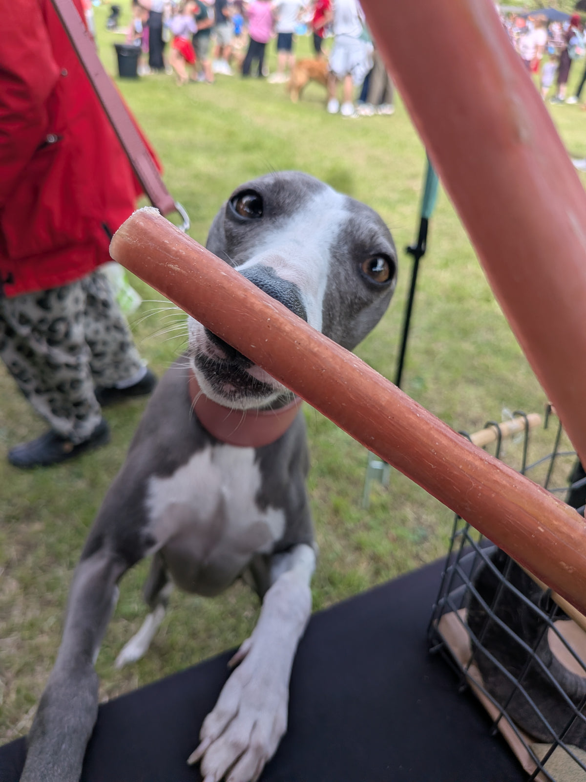 Bully Stick Pizzle