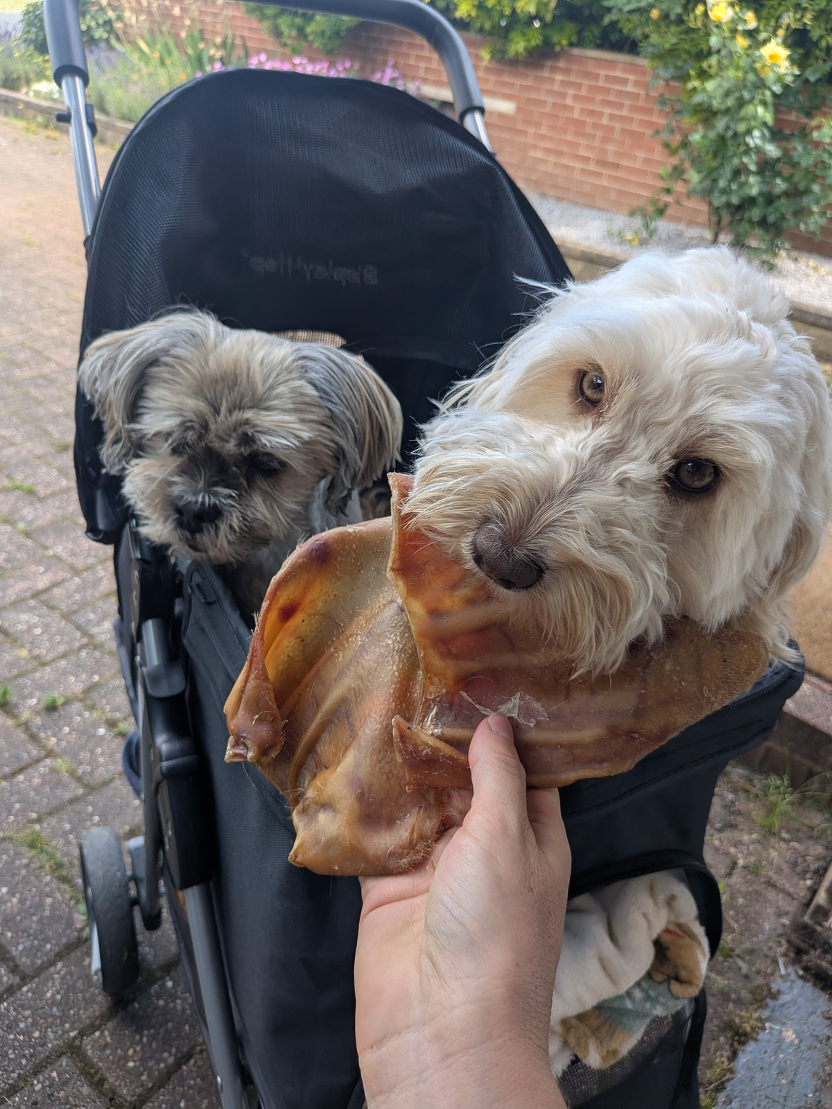 Pig Ear