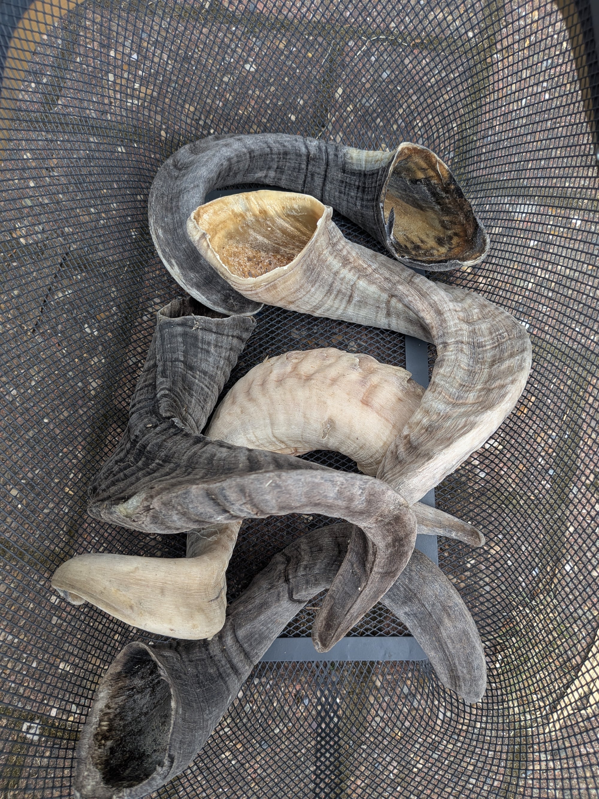 Lamb Horn
