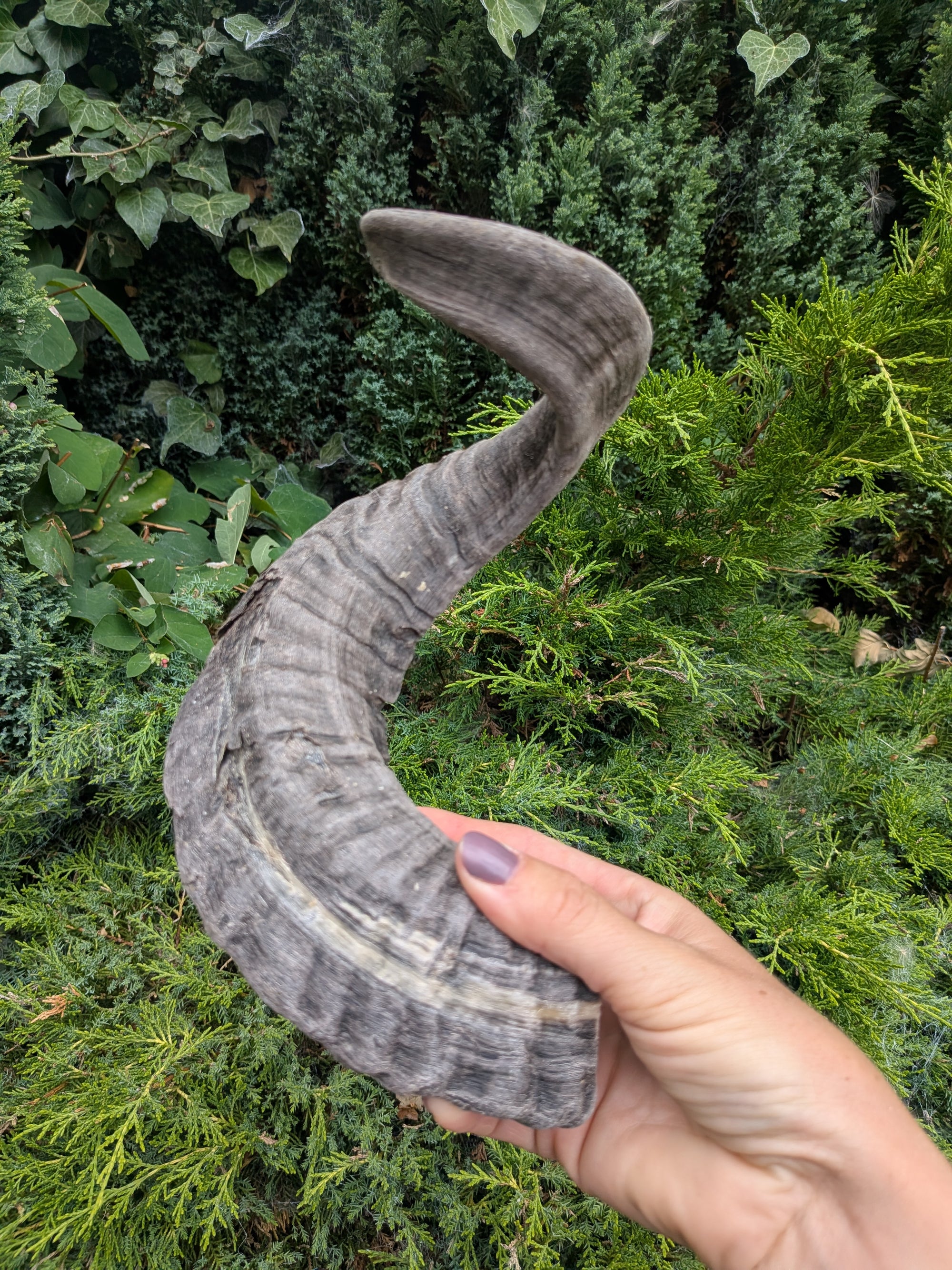 Lamb Horn