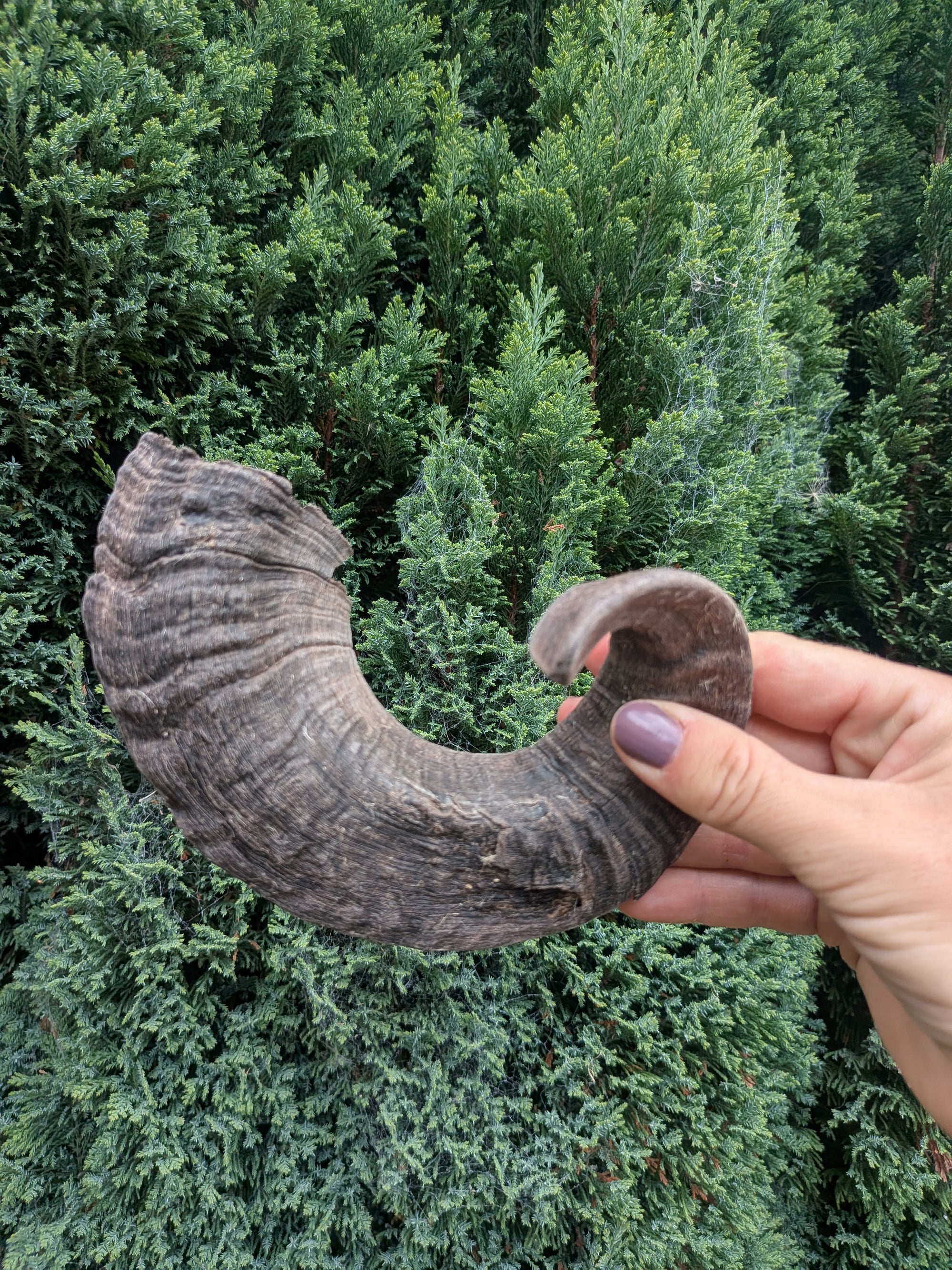 Lamb Horn