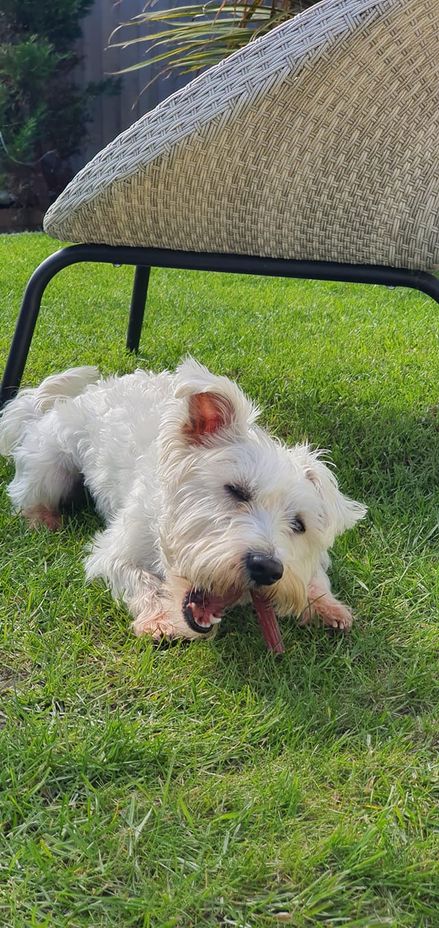 Bully Stick Pizzle 12cm image 3