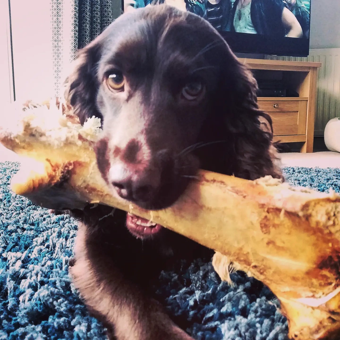 Large Ostrich Bone for Dogs image 8