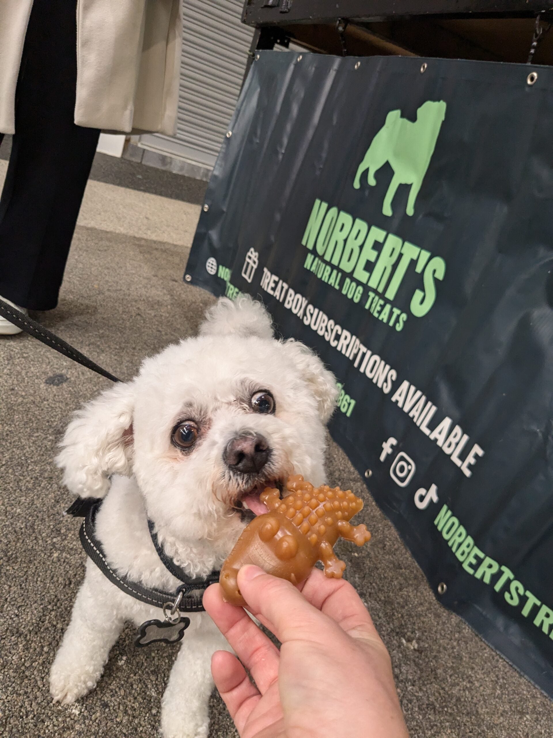 Peanut Croc Chews (three pack) image 3