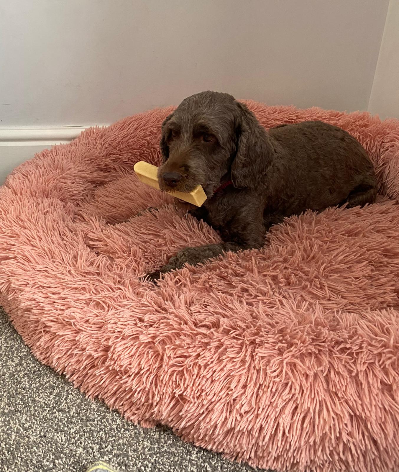 Strawberry Yak Chew Medium image 1