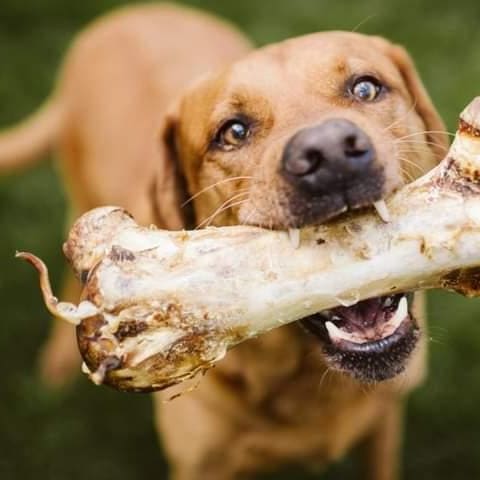 Large Ostrich Bone for Dogs image 6
