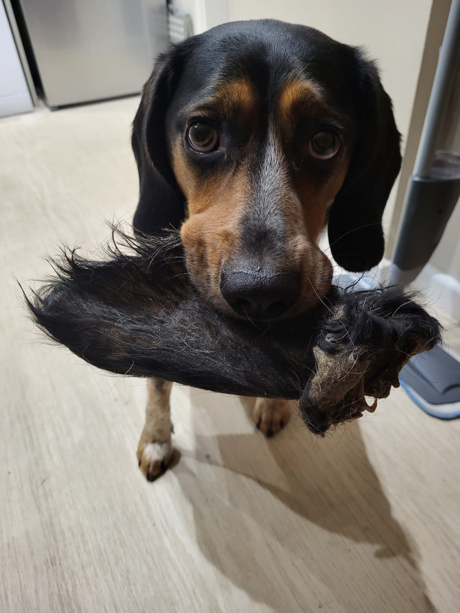 Cow Ear With Hair image 1