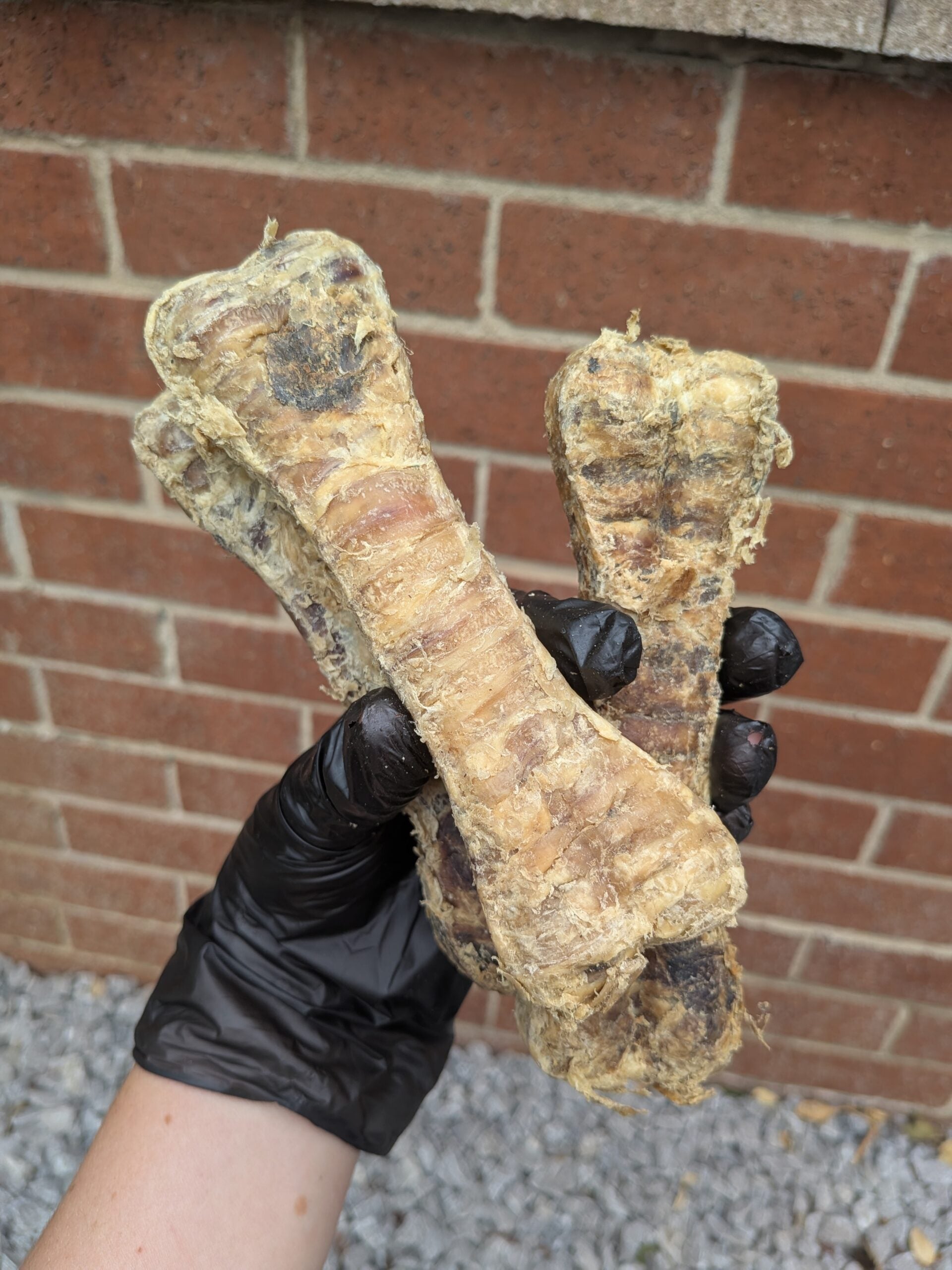 Buffalo Bone image 0