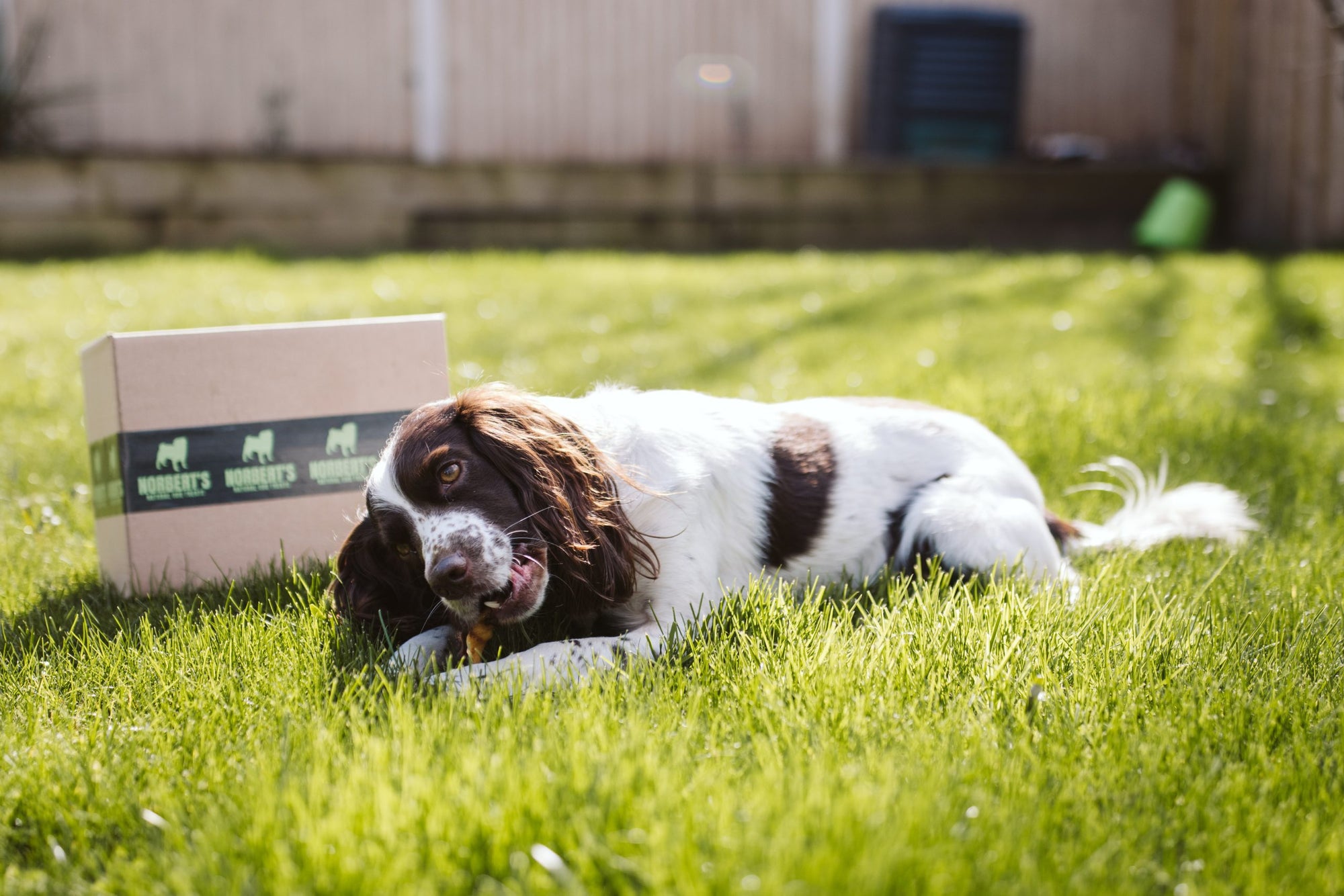 Monthly Variety Subscription Box for One Dog image 1
