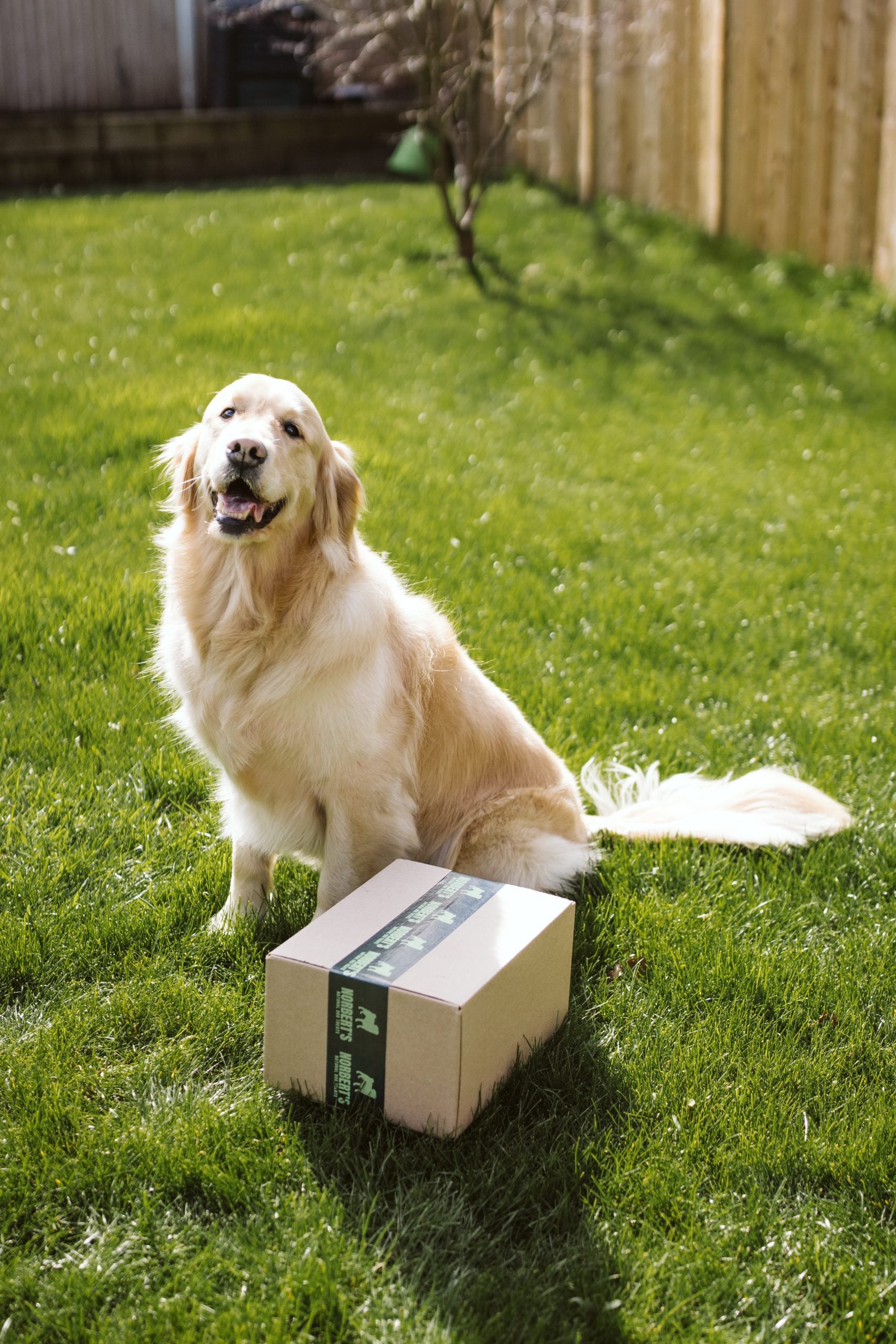 Monthly Hairy Power Chewers Subscription Box for One Dog image 2