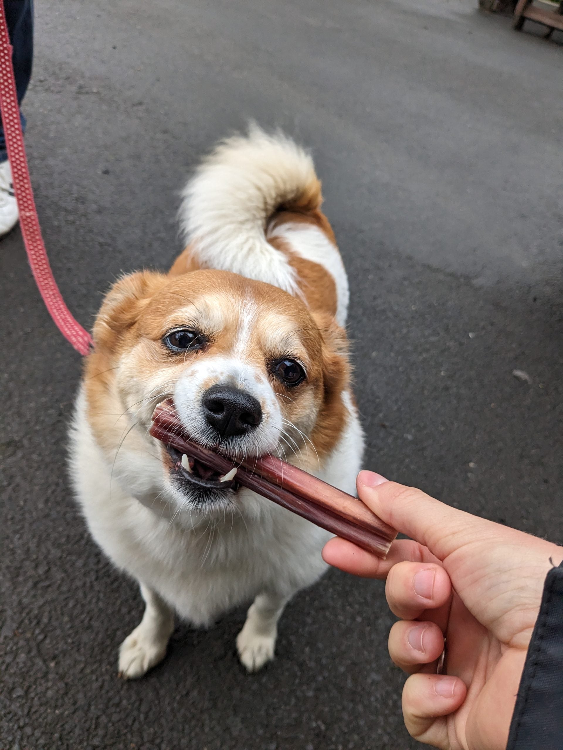 Bully Stick Pizzle 12cm image 2