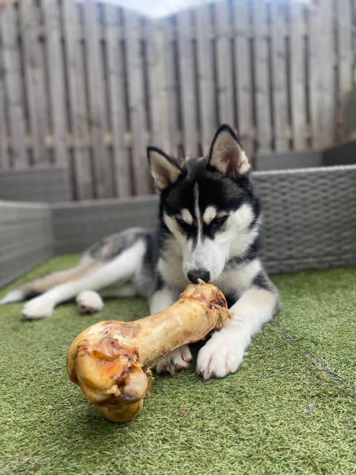 Large Ostrich Bone for Dogs image 1