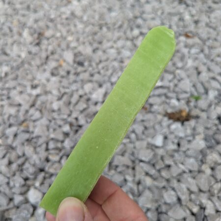 NEW Mint Yak Chew Medium