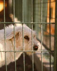 A Dog in a rehoming shelter