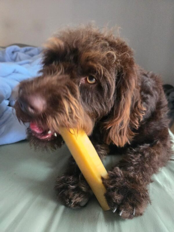 Mango Yak Chew - Image 6