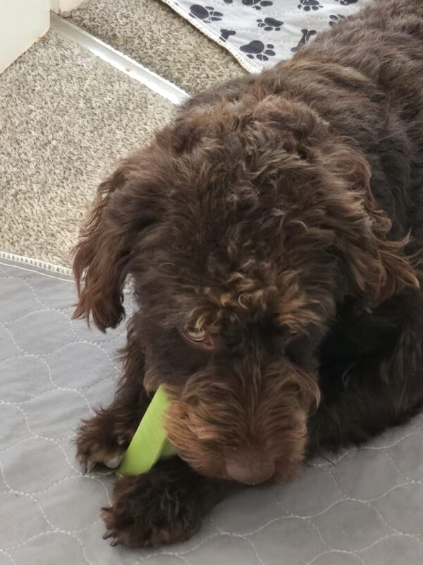 NEW Mint Yak Chew Medium - Image 6
