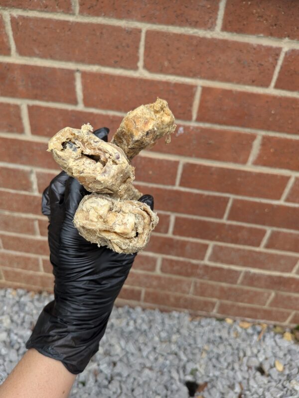 Buffalo Bone - Image 3