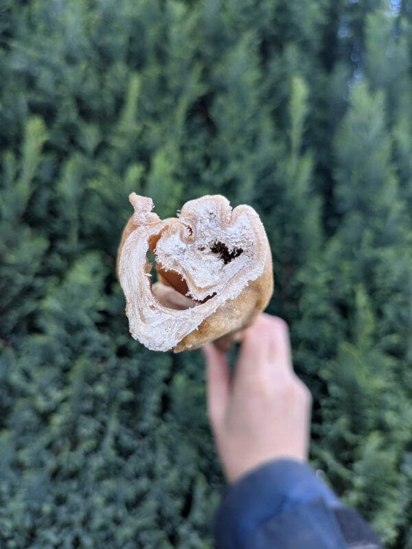Large Bully Roll - Image 2